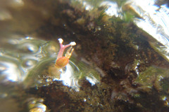 Polypleurum disciforme